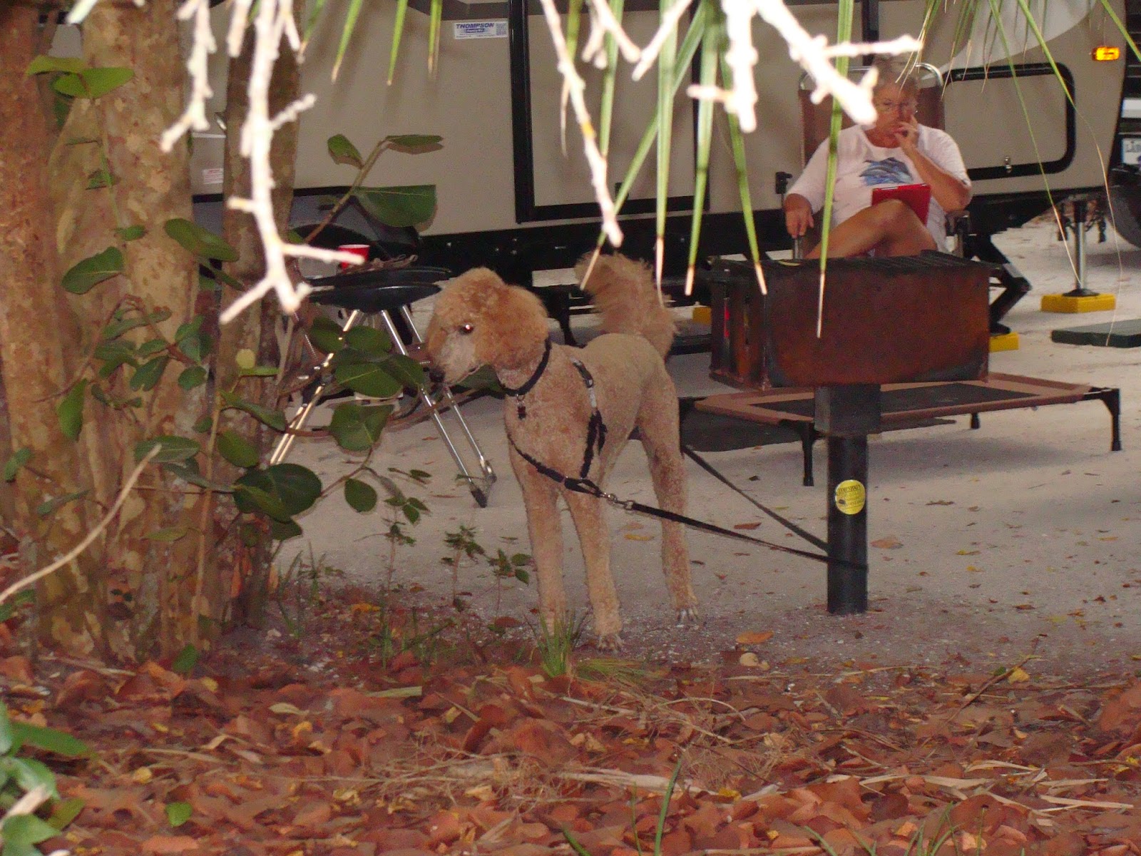 THE SIMMONS SAGA Camping near St Petersburg, Florida