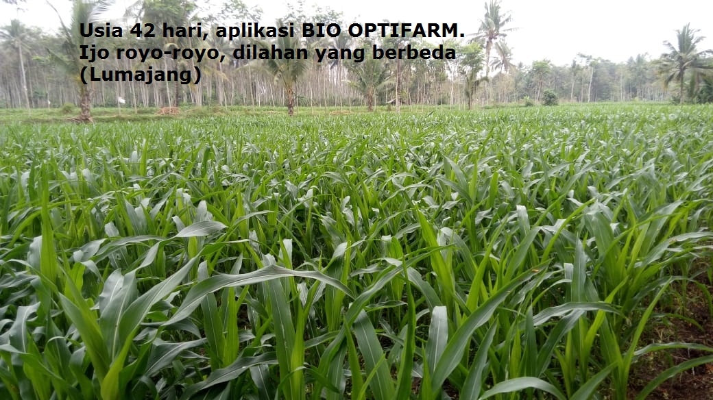 Pupuk Bio Optifarm mencegah tanaman jagung dari serangan penyakit bule/bulai