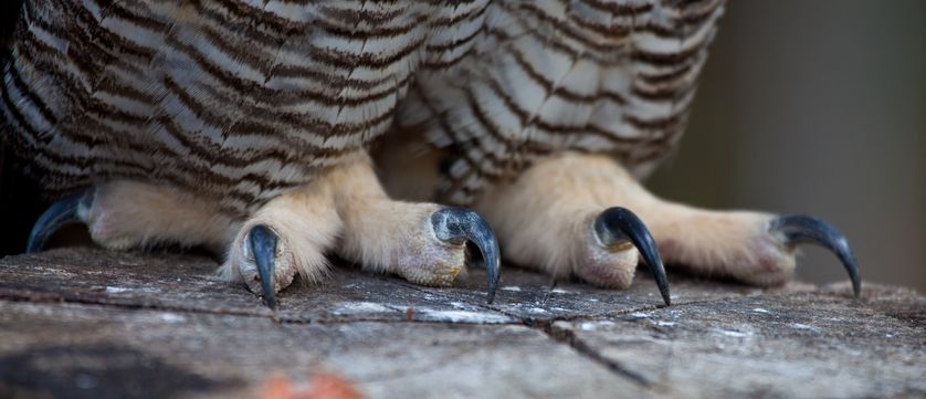 Kaki Dan Cakar Burung Hantu Tuban Owl Partners Kaki Dan Cakar Burung Hantu Tuban Owl Partners