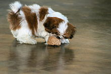 Shih Tzu dog Puppy Shih Tzu dog Puppy