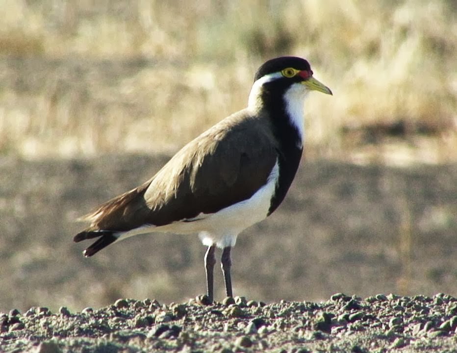 Banded lapwing