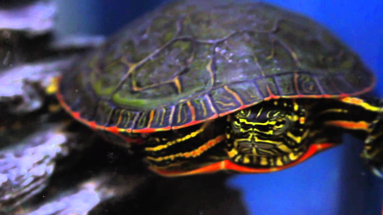 Popular Water Turtles Tortoise Types