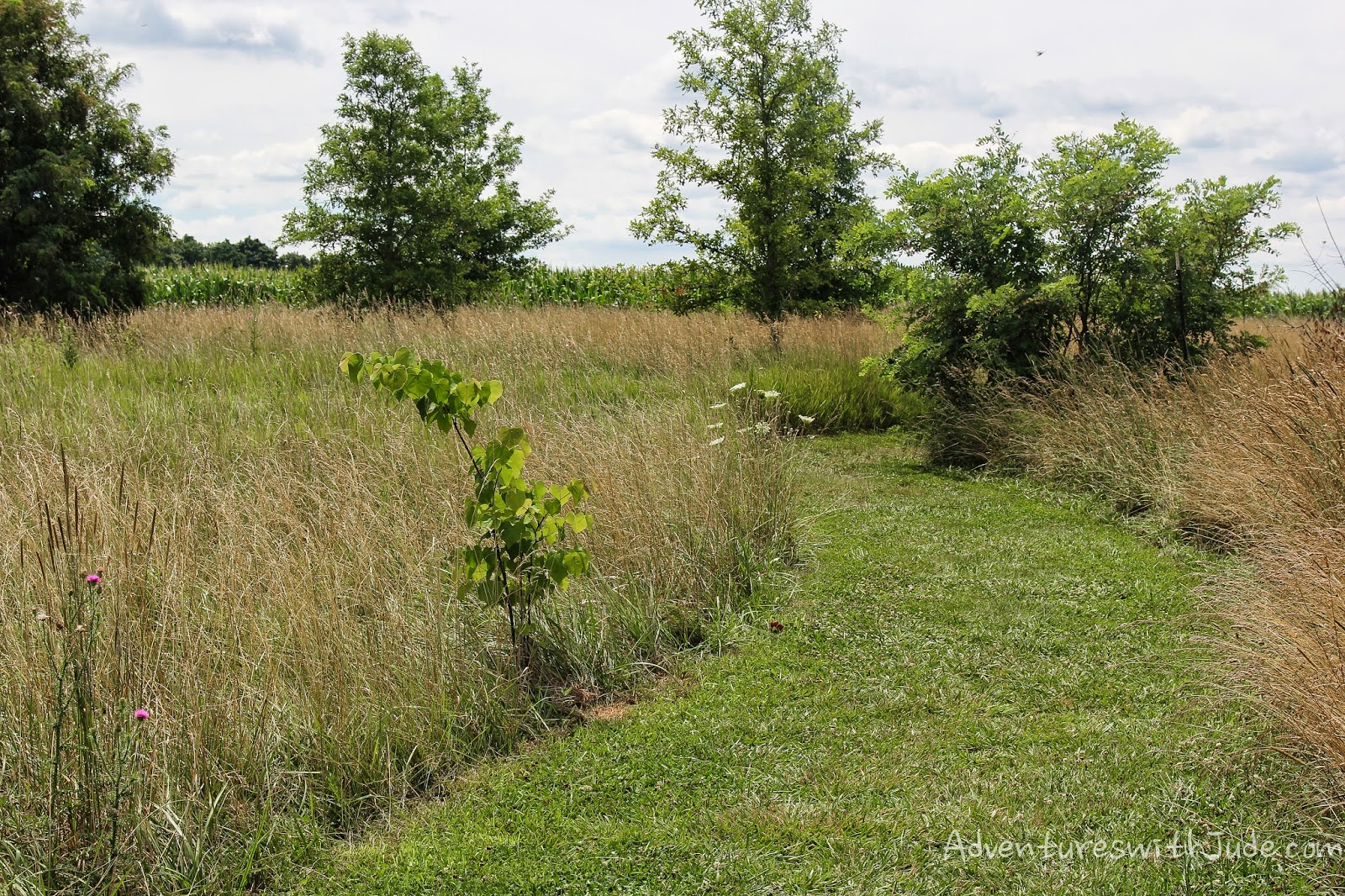Antietam Battlefield: The path from "Clara's field" to the battle.