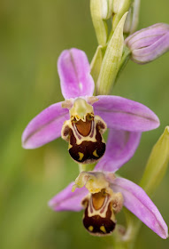 Bee Orchid - North Wales