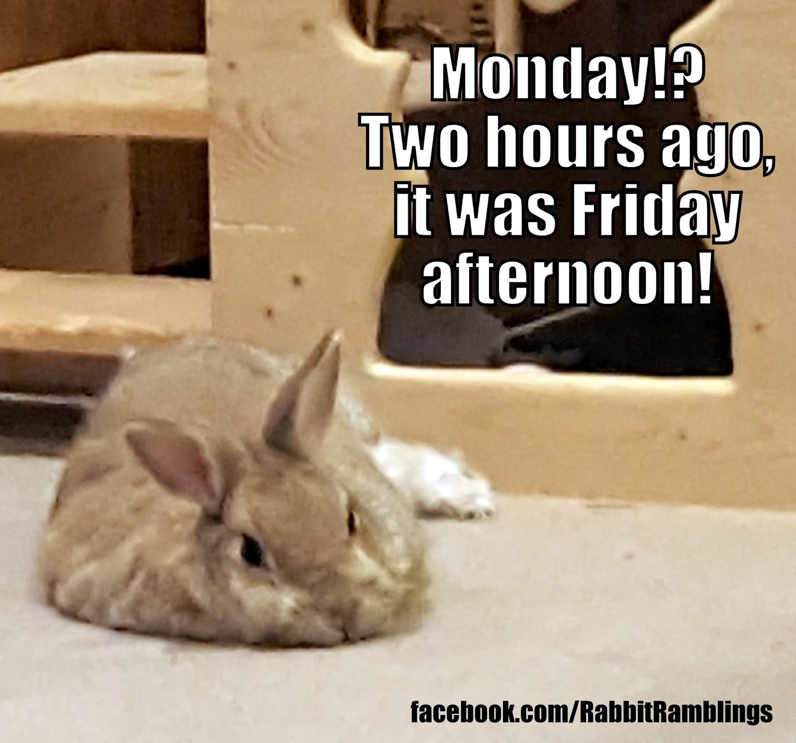 Rabbit memes. Princia FUNNYBUNNY. Bunny memes. Bunny Paws Transformation. Monday its Monday meme.