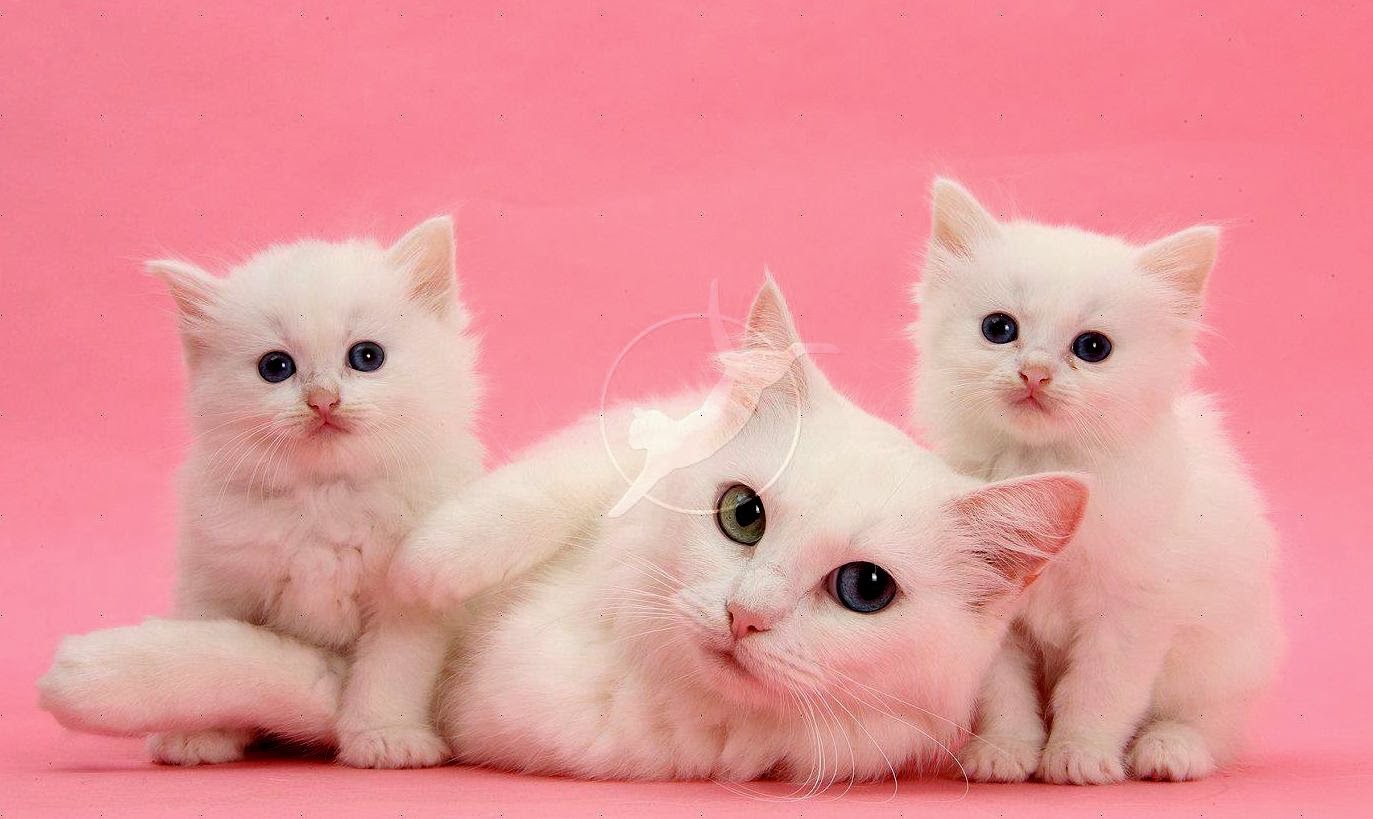 Gambar Wallpaper Kucing Warna Pink