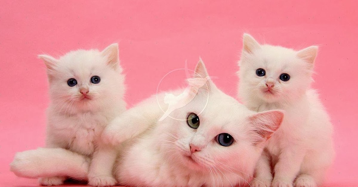 Inspirasi Populer 18 Wallpaper Kucing Warna Pink