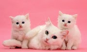 Baru 13+ Gambar Kucing Lucu Warna Pink