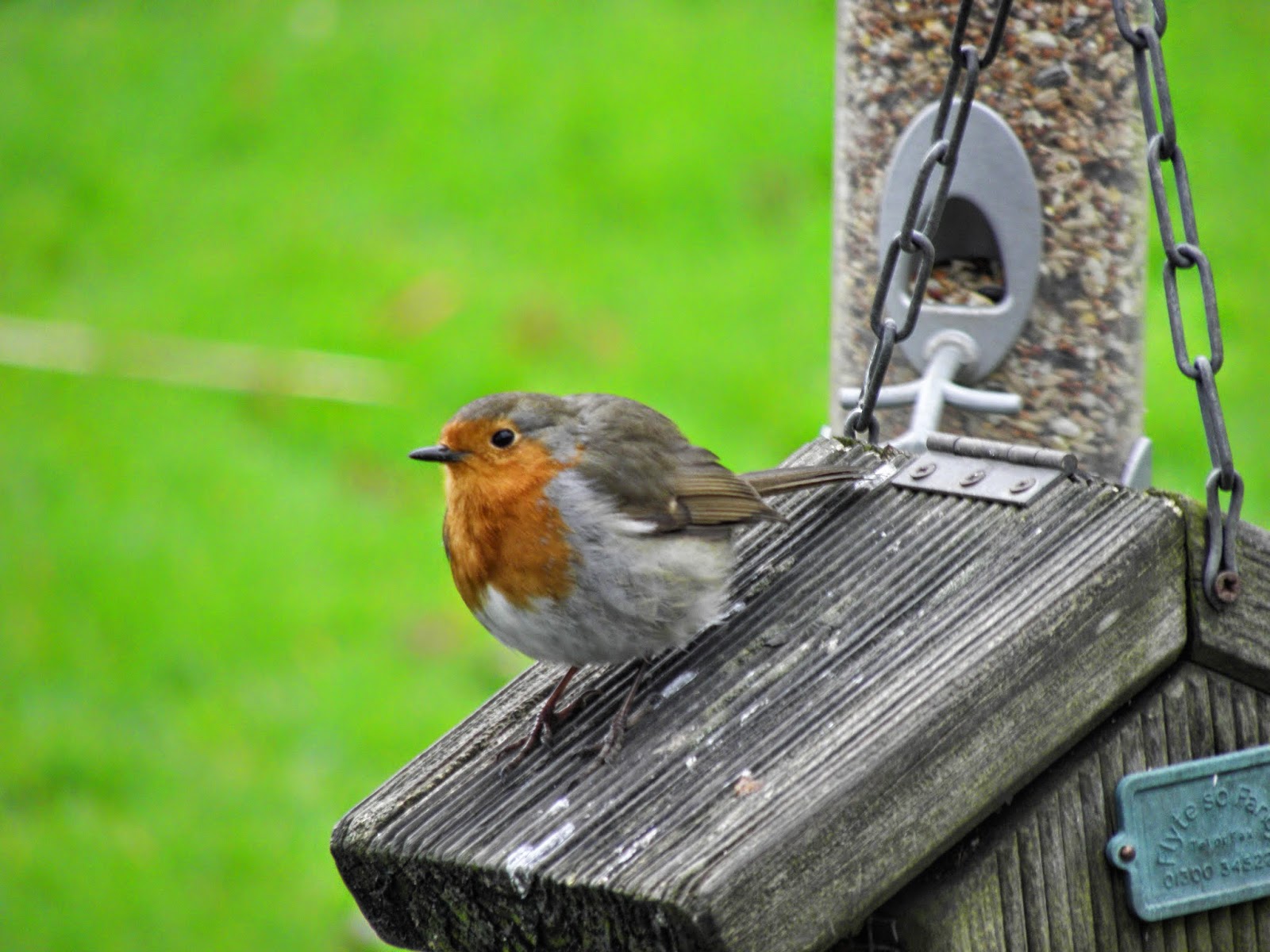 Flyte So Fancy The RSPB Big Garden Birdwatch The Best Wild Bird