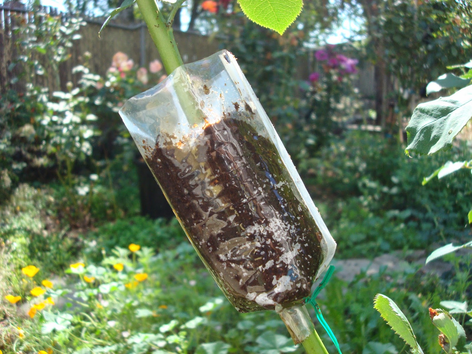 Air Layering Rose Propagation