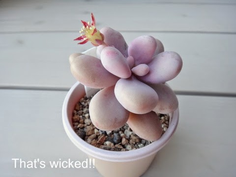 That's wicked!!: アメジスチヌムのお花が咲いてた