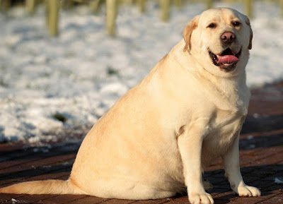 Dog Obesity - Very fat white Labrador