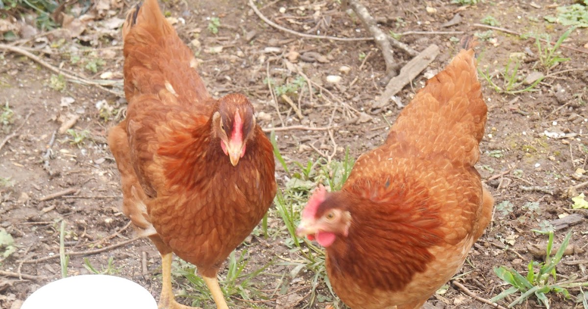Living well for less in France Nervous stressed chickens