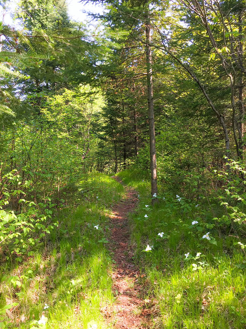 Wisconsin Explorer Hiking the Ice Age Trail Plover River Segment