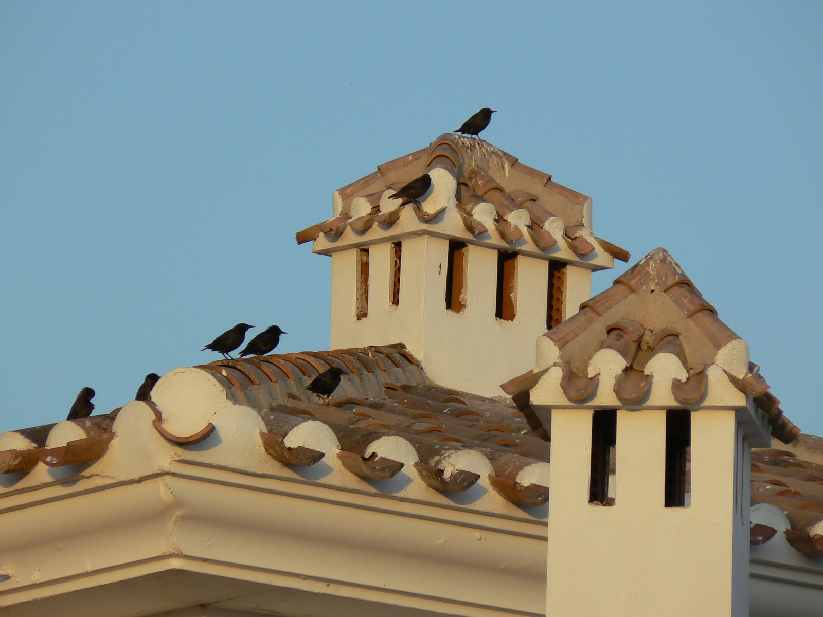 Hacienda Riquelme Blog: Pájaros y chimeneas / Birds and chimneys