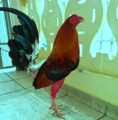 gallo de pelea