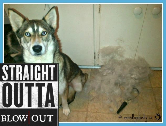 Straight Outta Blowout! Siberian Huskies
