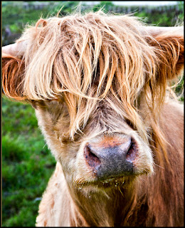 Escapada por la espectacular Escocia - Blogs de Reino Unido e Irlanda - Visita a la espectacular Escocia (2)