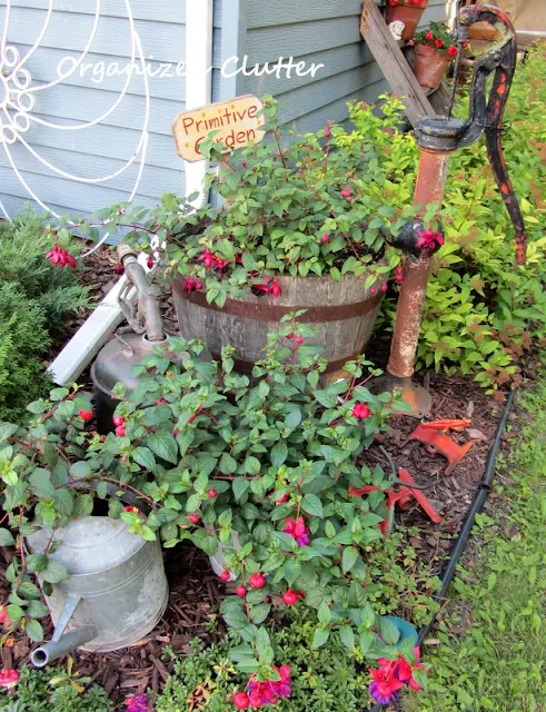 Junk mixed in with Fuchsias