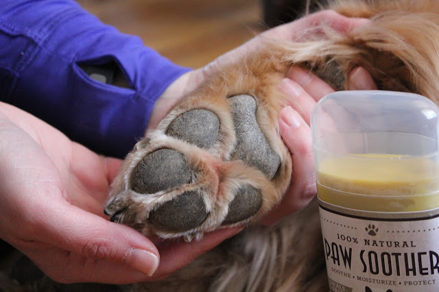 Dog with cracked paw pads Natural Dog Company Paw Soother Pawtector Review