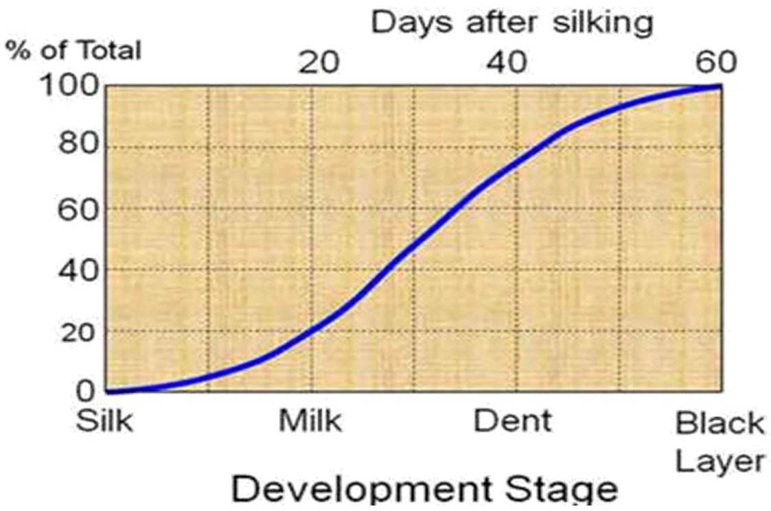 Corn Agronomy What is happening in the corn plant during the month of