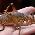 Най-голямото насекомо в света (видео)
