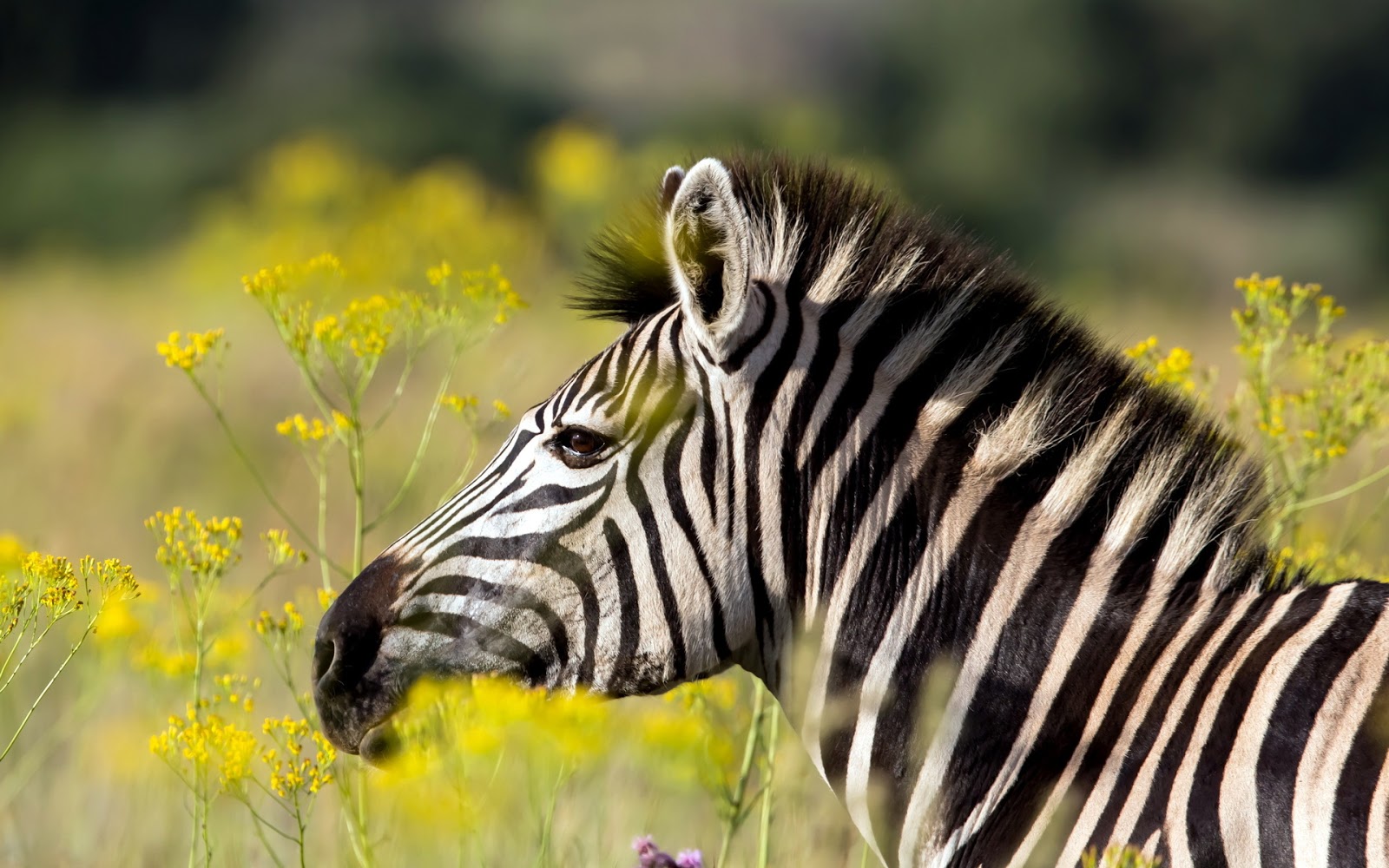 Cute Zebra Wallpapers 4