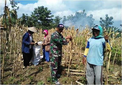 BABINSA KORAMIL MONDOKAN PANEN JAGUNG