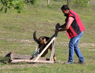 Rambo plays with a small chew toy Rambo plays with a small chew toy