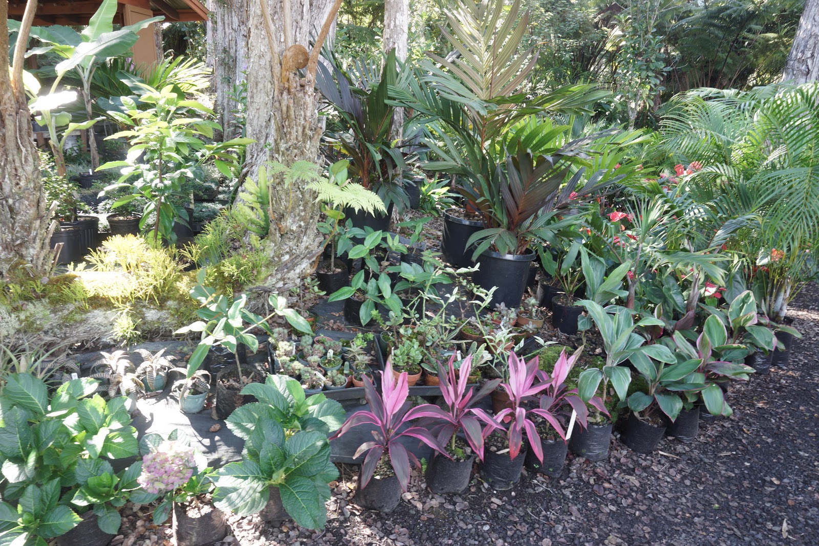 South Kona Nursery