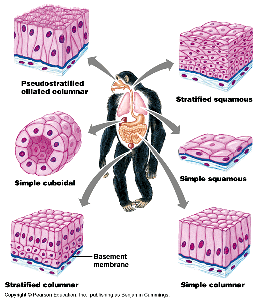 NENNI SULFAJRI: jaringan epitel