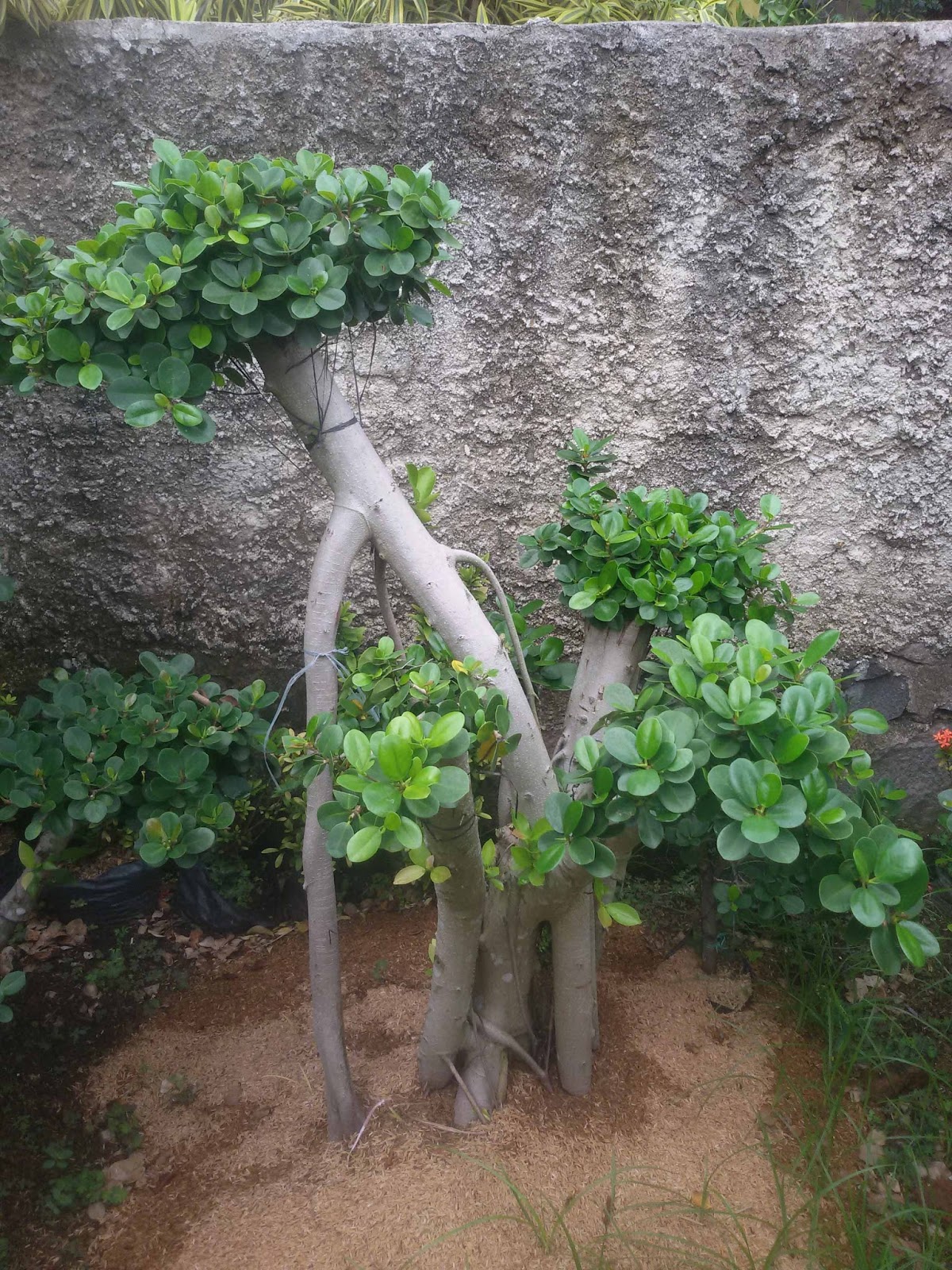 JUAL BONSAI BERINGIN KOREA BERBAGAI UKURAN JUAL BERINGIN KOREA