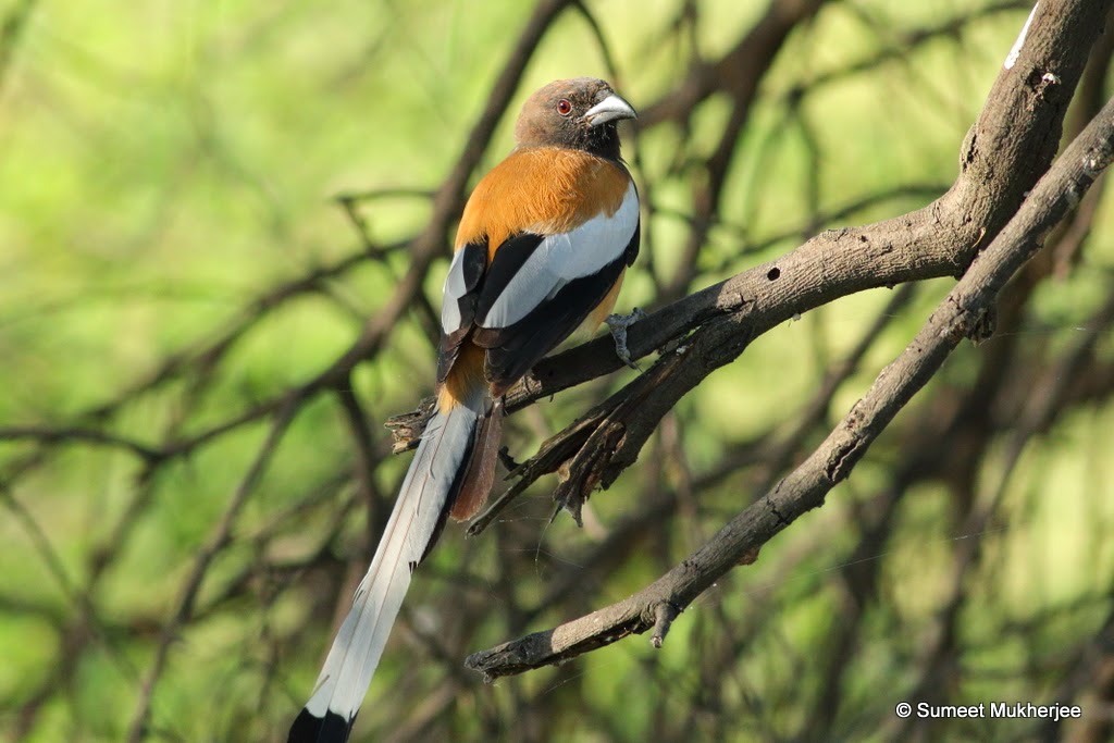 Birding ! Driving ! Soulsearching ! Treepie Family