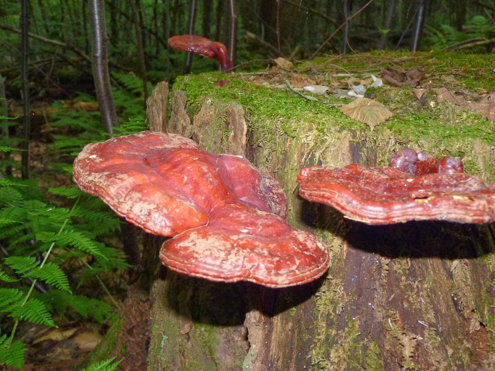 que es el hongo reishi