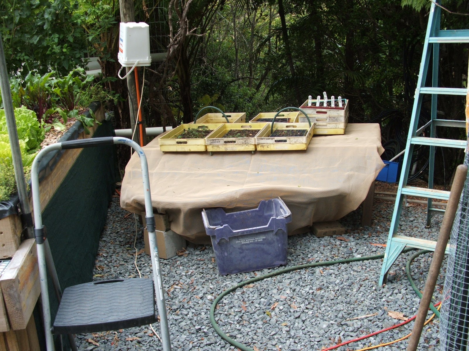 Piggabeen Valley Aquaponics -