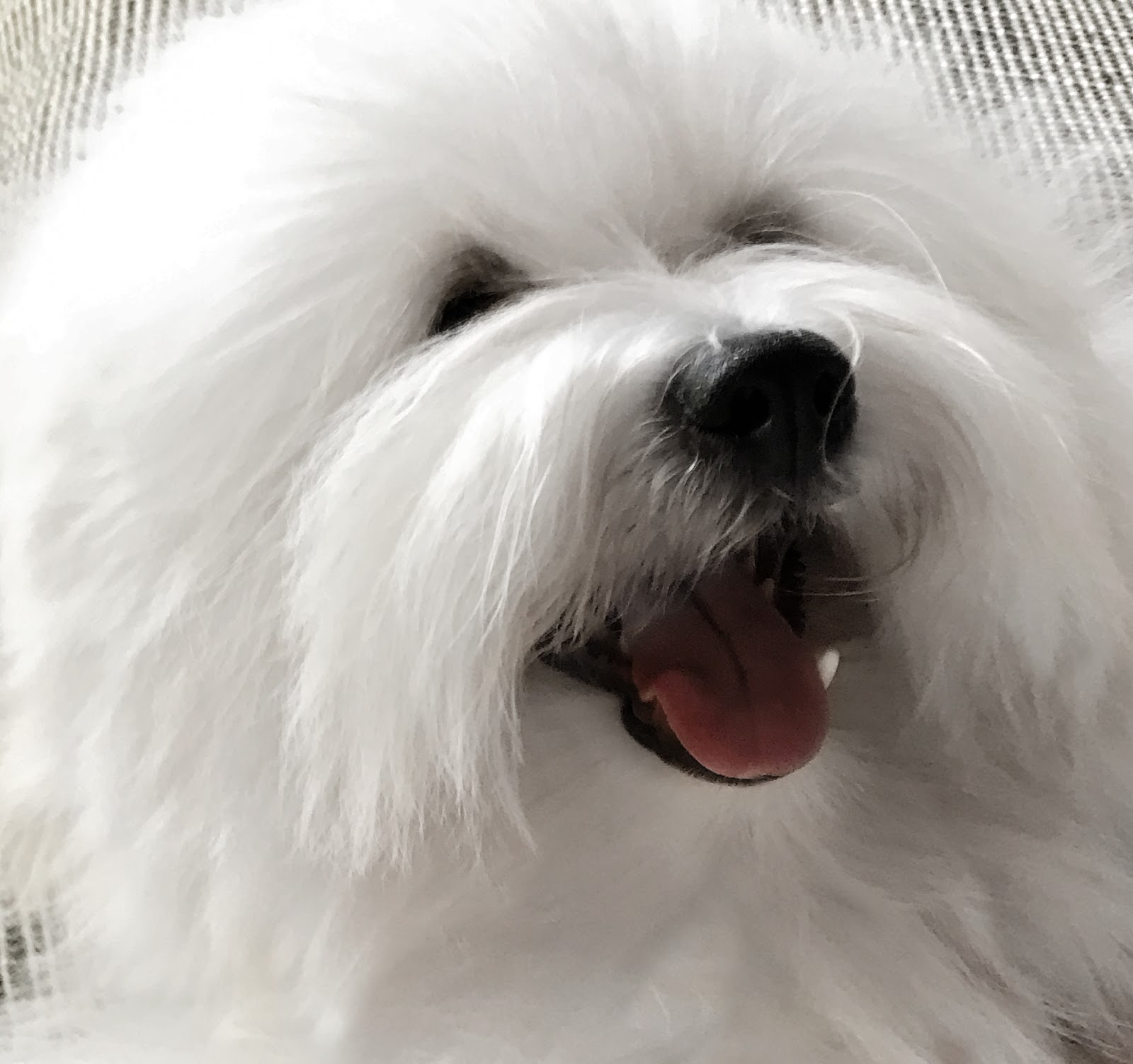 Simply Grand 2016 Coton de Tulear puppies, Coton de Tulear breeder