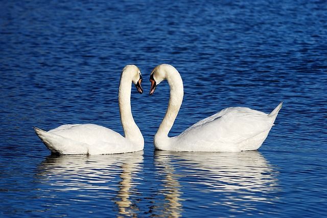 facts about swan in hindi