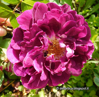 Rose Confettura Petali essiccati Tisane Erbe Aromatiche ed Officinali nel giardino della fattoria deidattica dell ortica a Savigno Valsamoggia Bologna in Appennino vicino Zocca