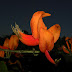 BARBATUSCA ( ERYTHRINA POEPPIGIAN) INGREDIENTE DE LA COCINA COLOMBIANA