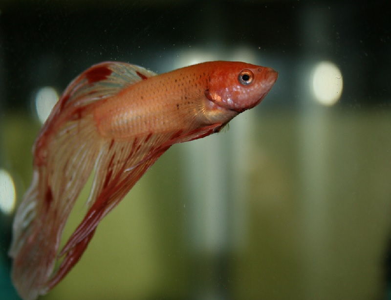 Gambar Jenis Penyakit Ikan Cupang Dan Cara Mengobatinya