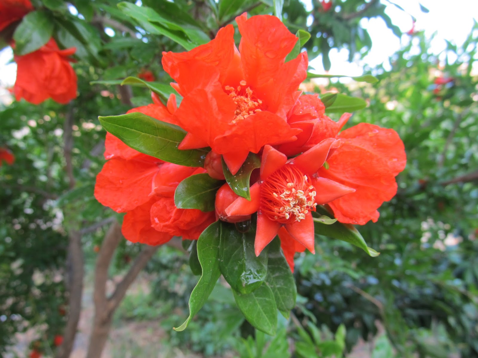 Cittaslow Botanik Park: HER DERDE DEVA BİR MEYVE NAR