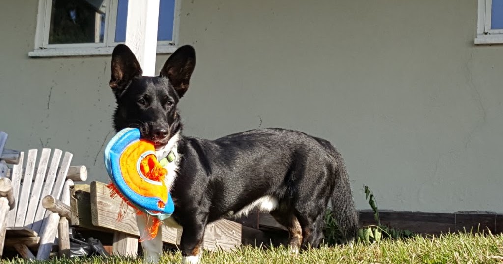 Big Ears Kennel Ambassador Barkley