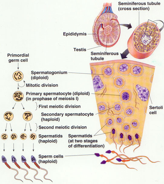 Proses Pembentukan Sperma Spermatogenesis