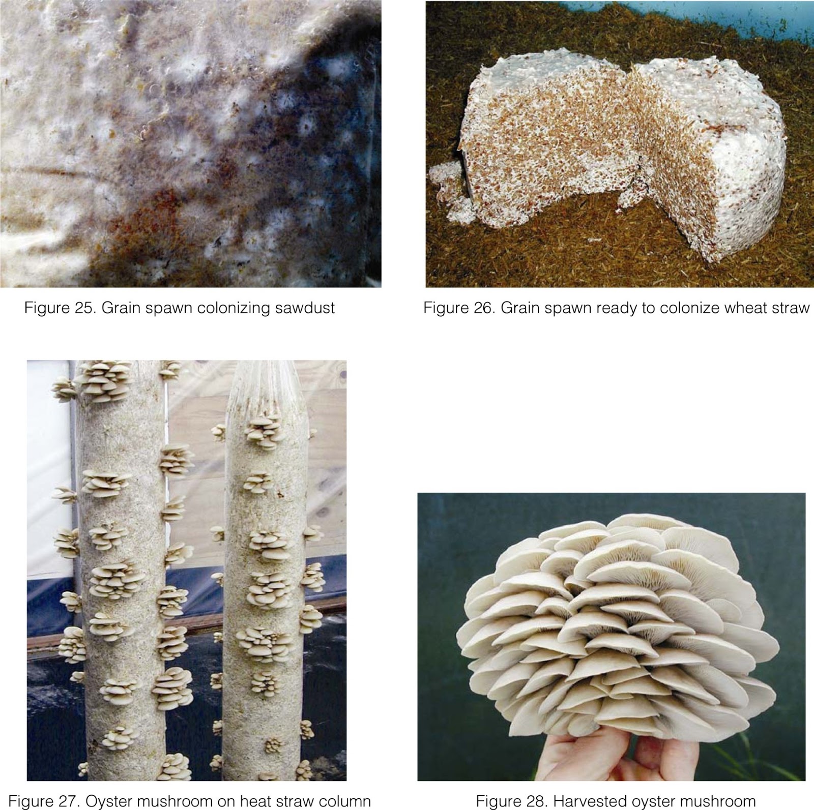 HOW TO MAKE OYSTER MUSHROOM GRAIN SPAWN IN A SIMPLE WAY