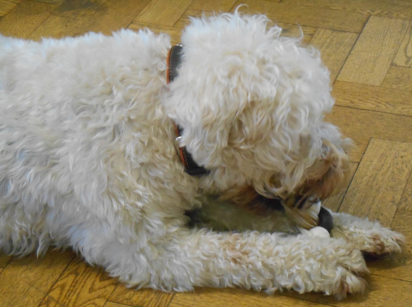 good boy large chewy braid