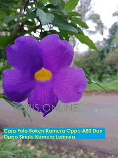 Cara Foto Bokeh Kamera Oppo A83 Dan Oppo Single Kamera Lainnya