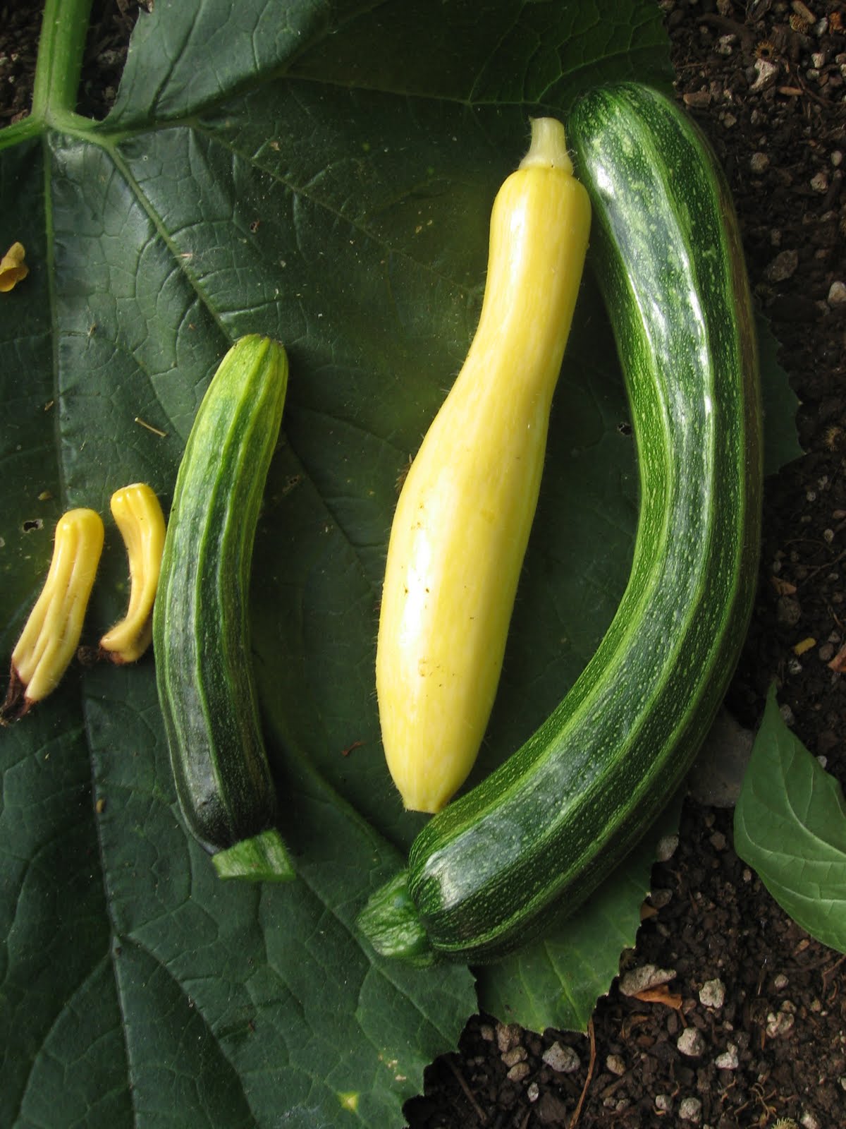 BB's Bountiful Backyard First Zucchini Harvest
