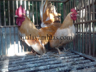Ayam Kate Dewasa Sepasang