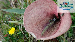 Dead Horse Arum Lily Dead Horse Arum Lily