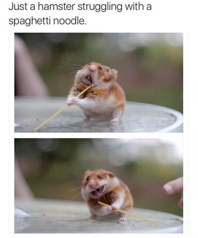 Just a hamster struggling with a spaghetti noodle